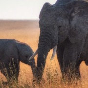 Mom and Baby Elephant