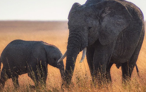 Mom and Baby Elephant