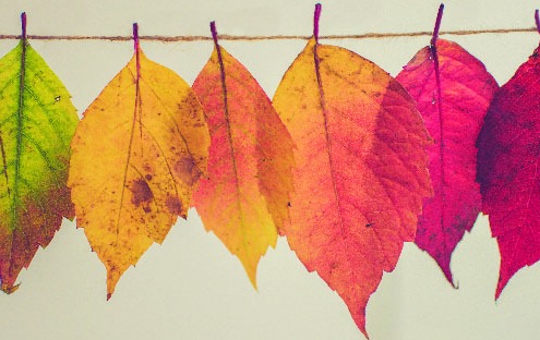 Leaves Changing Colour
