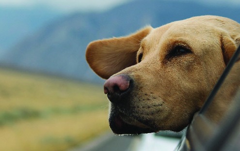 Dog with Head out Window