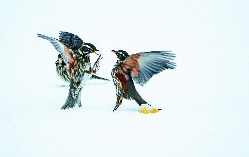 Birds Fighting