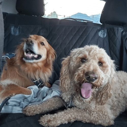 Maisie and Ellie online therapy British Columbia