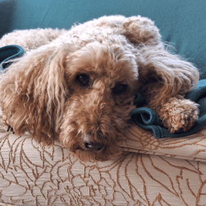 Maisie the sad poodle therapist Squamish counselling session