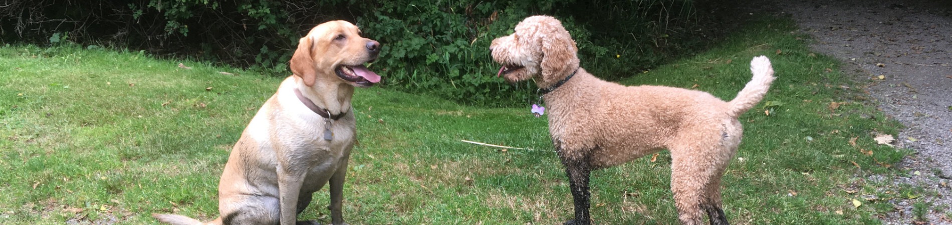 Dogs - Contact Counselling Squamish