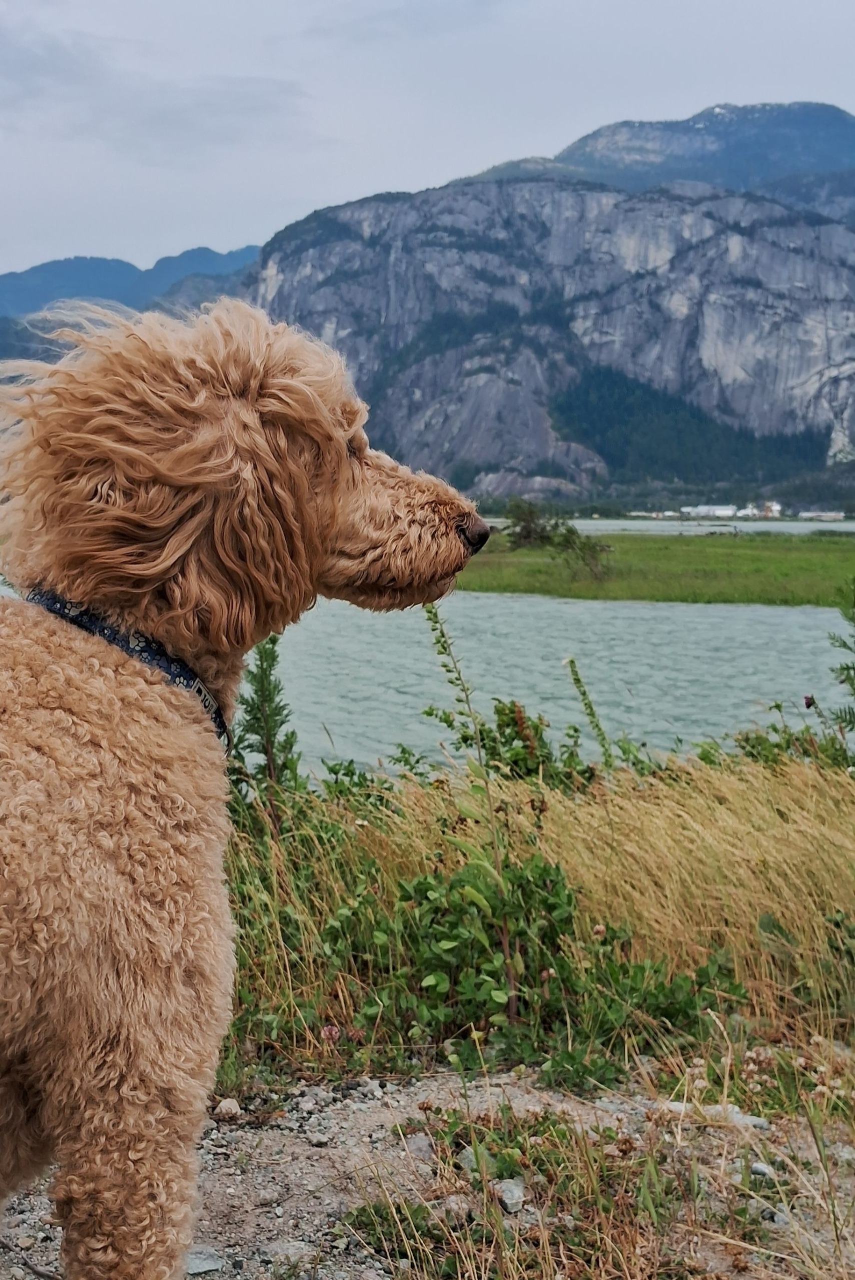 Squamish BC Maisie Therapy Dog