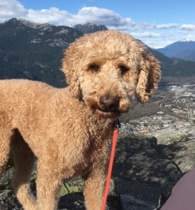 Maisie the Poodle, HOP